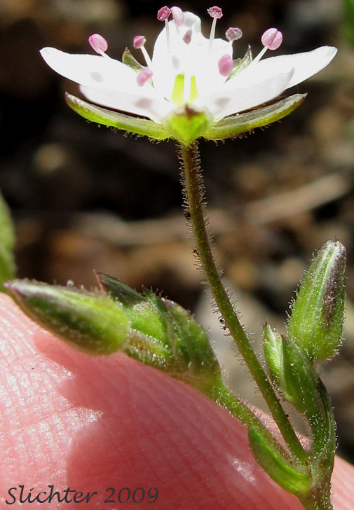 Beautiful Sandwort, Boreal Sandwort, Boreal Stitchwort, Reddish Sandwort: Sabulina rubella (Synonyms: Alsine rubella, Arenaria hirta . var. rubella, Arenaria propinqua, Arenaria rubella, Arenaria verna var. propinqua, Arenaria verna var. pubescens, Arenaria verna var. rubella, Minuartia rubella, Tryphane rubella)