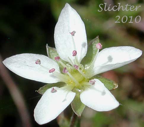 Flower of Beautiful Sandwort, Boreal Sandwort, Boreal Stitchwort, Reddish Sandwort: Sabulina rubella (Synonyms: Alsine rubella, Arenaria hirta . var. rubella, Arenaria propinqua, Arenaria rubella, Arenaria verna var. propinqua, Arenaria verna var. pubescens, Arenaria verna var. rubella, Minuartia rubella, Tryphane rubella)