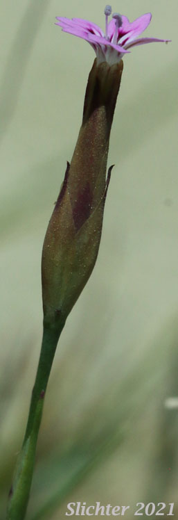 Hairy Pink: Petrorhagia dubia (Synonyms: Dianthus veultinus, Kohlrauschia velutina, Petrorhagia velutina, Tunica velutina)