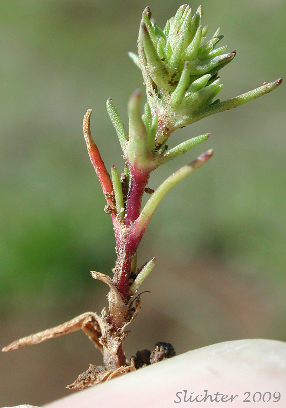 Annual Knawel, German Knotgrass: Scleranthus annuus ssp. annuus (Synonym: Scleranthus annuus)