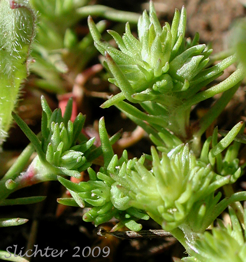 Annual Knawel, German Knotgrass: Scleranthus annuus ssp. annuus (Synonym: Scleranthus annuus)