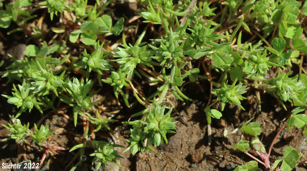 Annual Knawel, German Knotgrass: Scleranthus annuus ssp. annuus (Synonym: Scleranthus annuus)
