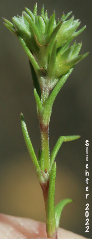 Annual Knawel, German Knotgrass: Scleranthus annuus ssp. annuus (Synonym: Scleranthus annuus)