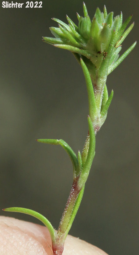Annual Knawel, German Knotgrass: Scleranthus annuus ssp. annuus (Synonym: Scleranthus annuus)