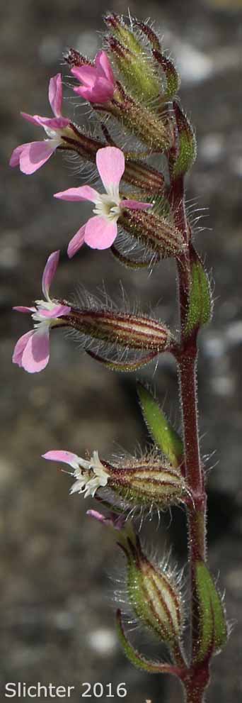 Common Catchfly, French Silene, Small-flowered Catchfly, Windmill Pink, Windmill-pink: Silene gallica