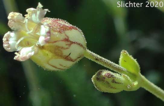 Gray's Campion, Gray's Catchfly: Silene grayi