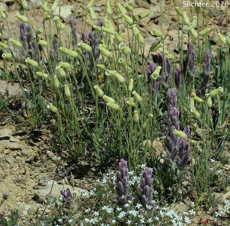 Gray's Campion, Gray's Catchfly: Silene grayi