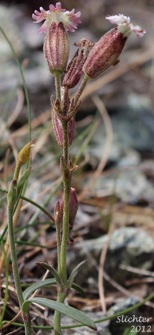 Gray's Campion, Gray's Catchfly: Silene grayi