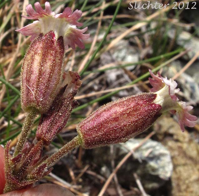 Flowers of Gray's Campion, Gray's Catchfly: Silene grayi