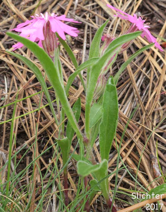 Hooker's Pink, Hooker's Indian-pink: Silene hookeri ssp. hookeri (Synonyms: Silene pulverulenta, Silene hookeri ssp. pulverulenta)