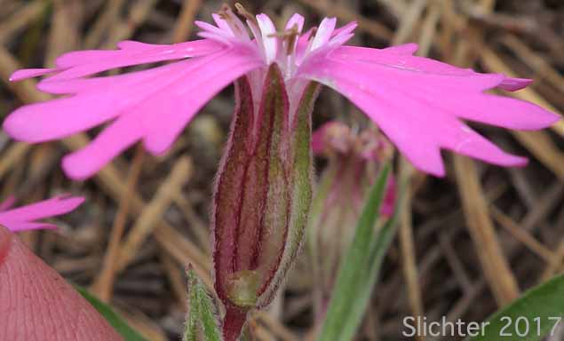 Hooker's Pink, Hooker's Indian-pink: Silene hookeri ssp. hookeri (Synonyms: Silene pulverulenta, Silene hookeri ssp. pulverulenta)