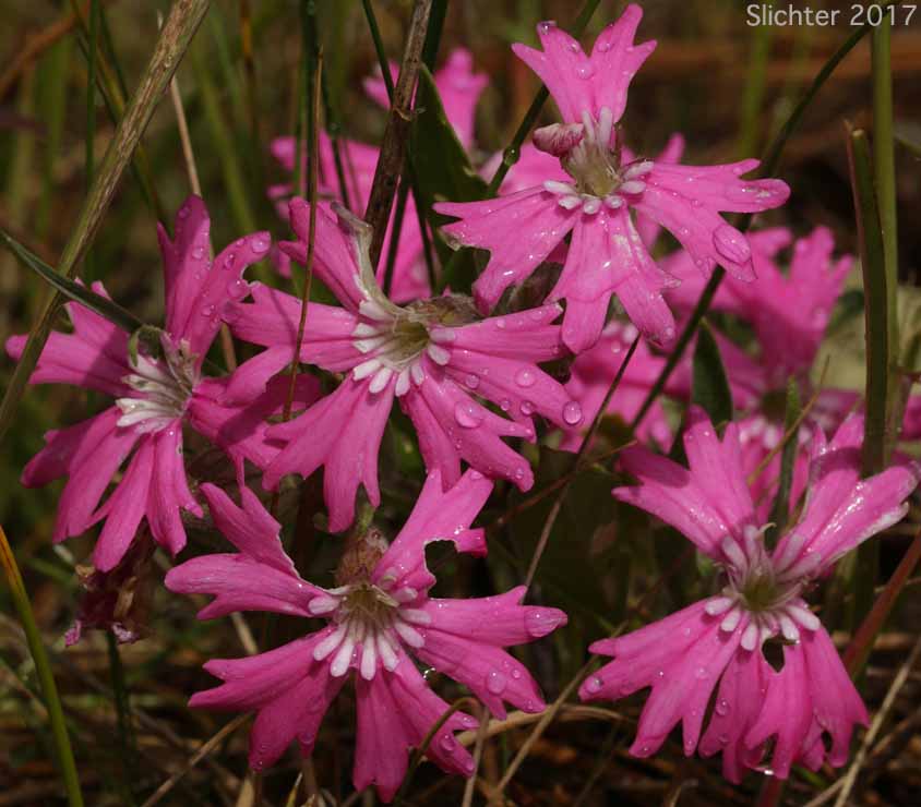 Hooker's Pink, Hooker's Indian-pink: Silene hookeri ssp. hookeri (Synonyms: Silene pulverulenta, Silene hookeri ssp. pulverulenta)