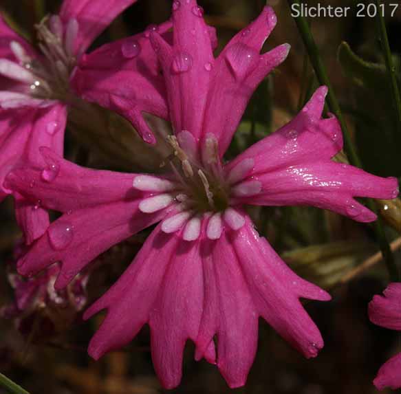 Hooker's Pink, Hooker's Indian-pink: Silene hookeri ssp. hookeri (Synonyms: Silene pulverulenta, Silene hookeri ssp. pulverulenta)