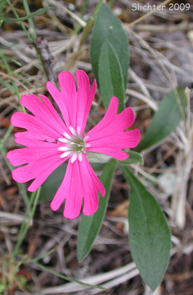 Hooker's Pink, Hooker's Indian-pink: Silene hookeri ssp. hookeri (Synonyms: Silene pulverulenta, Silene hookeri ssp. pulverulenta)