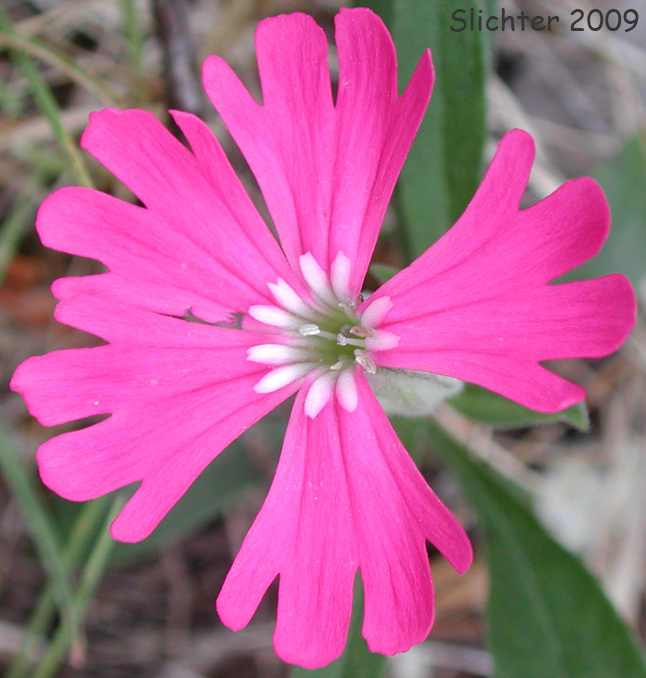 Hooker's Pink, Hooker's Indian-pink: Silene hookeri ssp. hookeri (Synonyms: Silene pulverulenta, Silene hookeri ssp. pulverulenta)