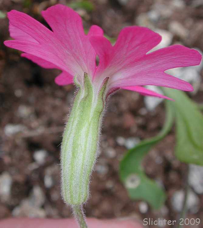 Hooker's Pink, Hooker's Indian-pink: Silene hookeri ssp. hookeri (Synonyms: Silene pulverulenta, Silene hookeri ssp. pulverulenta)