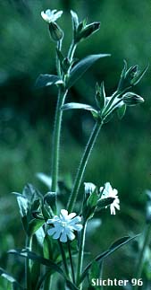 Bladder Campion, Evening Campion, White Campion: Silene latifolia ssp. alba (Synonyms: Lychnis alba, Lychnis latifolia ssp. alba, Lychnis latifolia var. alba, Lychnis Xloveae, Lychnis vespertina, Melandrium album, Silene alba, Silene latifolia, Silene pratensis)