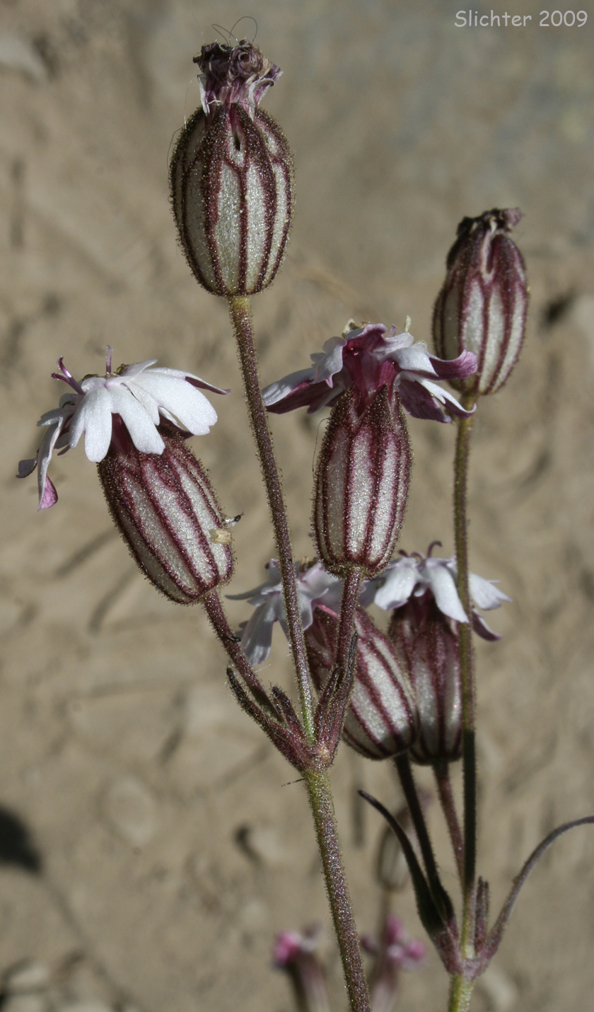 Parry's Catchfly, Parry's Silene: Silene parryi (Synonyms: Silene douglasii var. macounii, Silene macounii)
