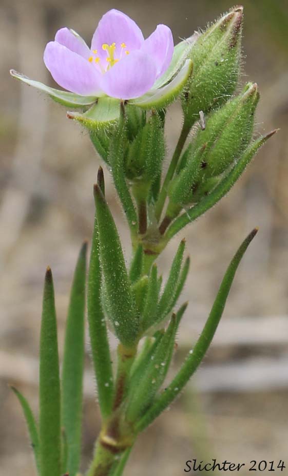 Beach Sandspurry, Beach Sand-spurrey, Sticky Sandspurry, Sticky Sand-spurrey: Spergularia macrotheca var. macrotheca