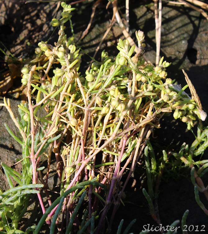 Lesser Sea-spurrey, Salt Sandspurry, Saltmarsh Sandspurry, Salt-marsh Sand-spurrey: Spergularia marina (Synonyms: Spergularia marina var. tenuis, Spergularia salina, Spergularia salina var. salina, Spergularia salina var. tenuis, Spergularia tenuis)