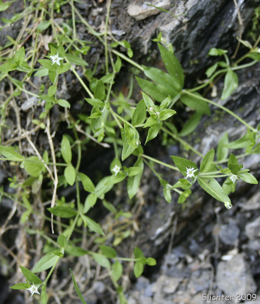 Northern Bog Starwort, Northern Starwort: Stellaria calycantha (Synonyms: Stellaria borealis var. simcoei, Stellaria calycantha var. calycantha, Stellaria calycantha var. simcoei, Stellaria simcoei)