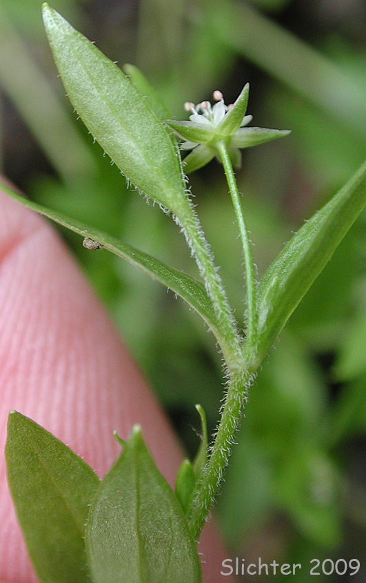 Northern Bog Starwort, Northern Starwort: Stellaria calycantha (Synonyms: Stellaria borealis var. simcoei, Stellaria calycantha var. calycantha, Stellaria calycantha var. simcoei, Stellaria simcoei)