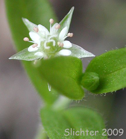 Flower of Northern Bog Starwort, Northern Starwort: Stellaria calycantha (Synonyms: Stellaria borealis var. simcoei, Stellaria calycantha var. calycantha, Stellaria calycantha var. simcoei, Stellaria simcoei)