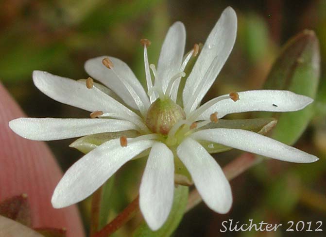 Close-up of the flower of Low Chickweed, Saltmarsh Starwort, Salt-marsh Starwort, Spreading Starwort: Stellaria humifusa (Synonyms: Alsine humifusa, Stellaria humifusa var. marginata, Stellaria humifusa var. oblongifolia, Stellaria humifusa var. suberecta)