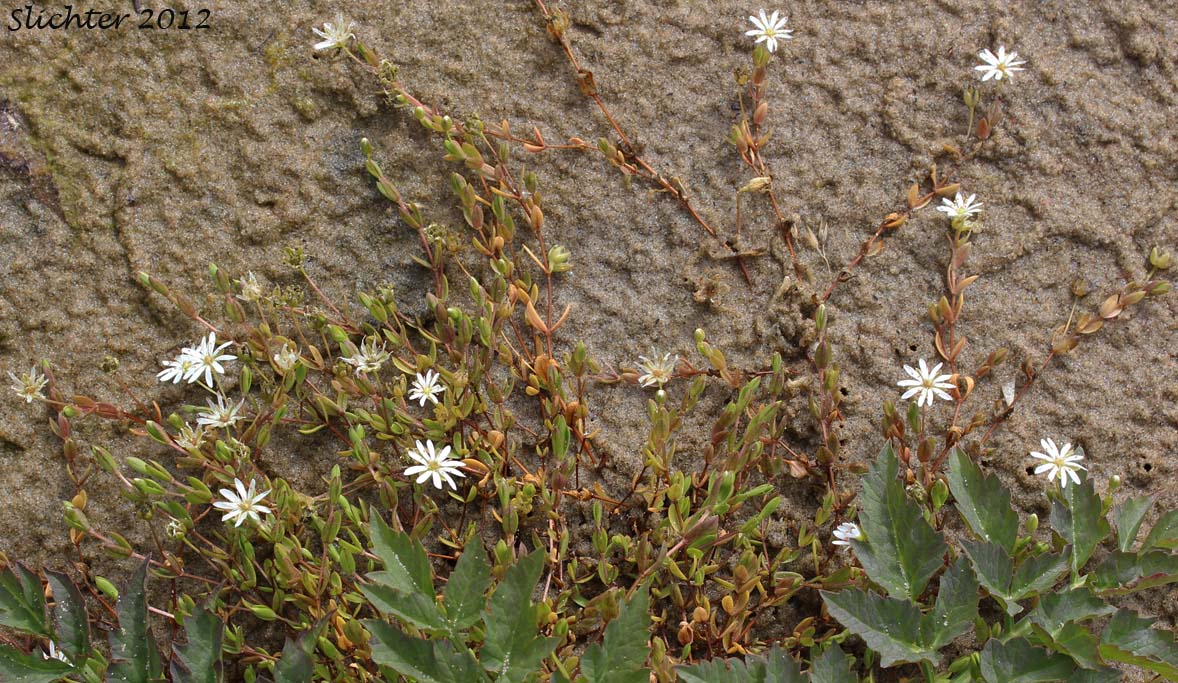 Low Chickweed, Saltmarsh Starwort, Salt-marsh Starwort, Spreading Starwort: Stellaria humifusa (Synonyms: Alsine humifusa, Stellaria humifusa var. marginata, Stellaria humifusa var. oblongifolia, Stellaria humifusa var. suberecta)