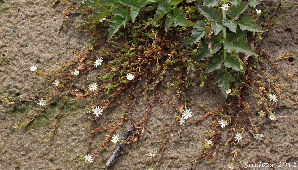 Low Chickweed, Saltmarsh Starwort, Salt-marsh Starwort, Spreading Starwort: Stellaria humifusa (Synonyms: Alsine humifusa, Stellaria humifusa var. marginata, Stellaria humifusa var. oblongifolia, Stellaria humifusa var. suberecta)