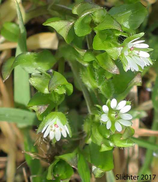 Common Chickweed: Stellaria media (Synonyms: Alsine media, Stellaria apetala, Stellaria media ssp. media, Stellaria media var. procera)