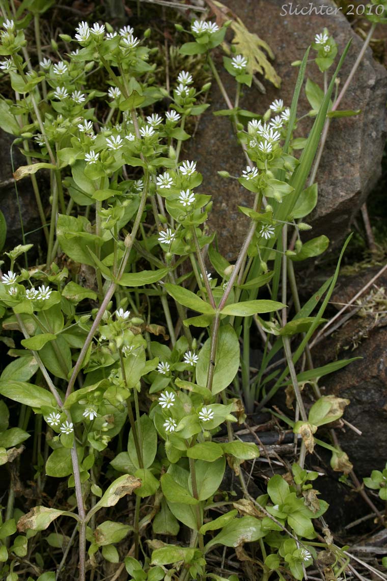 Common Chickweed: Stellaria media (Synonyms: Alsine media, Stellaria apetala, Stellaria media ssp. media, Stellaria media var. procera)