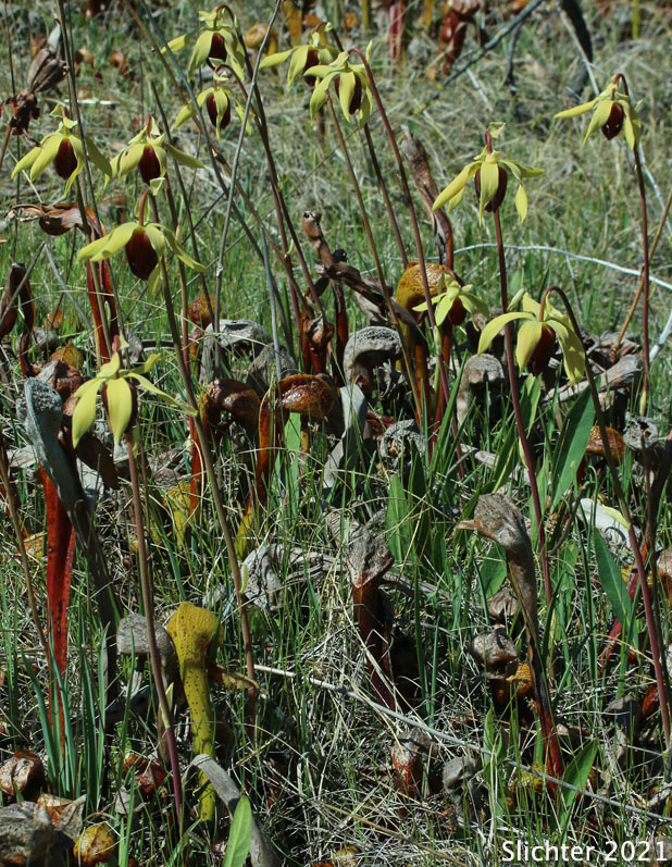 California Pitcher-plant, Cobra Lily, Cobraplant, Cobra-plant: Darlingtonia californica