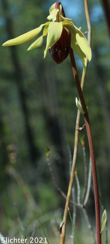 California Pitcher-plant, Cobra Lily, Cobraplant, Cobra-plant: Darlingtonia californica