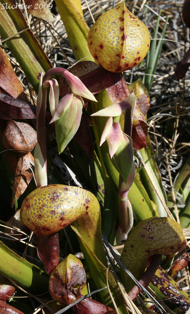 California Pitcher-plant, Cobra Lily, Cobraplant, Cobra-plant: Darlingtonia californica