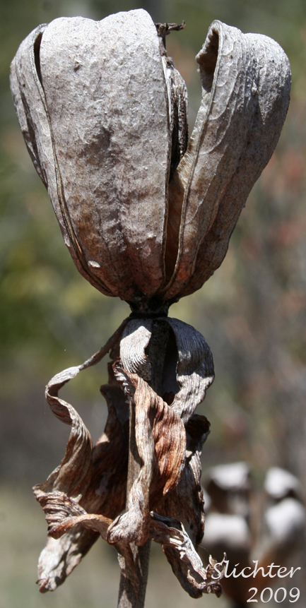 California Pitcher-plant, Cobra Lily, Cobraplant, Cobra-plant: Darlingtonia californica