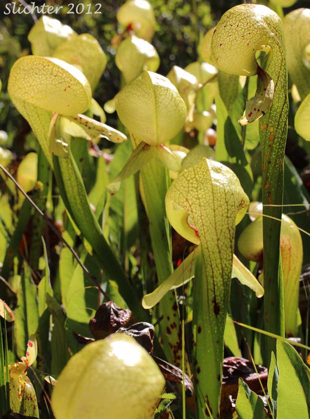 California Pitcher-plant, Cobra Lily, Cobraplant, Cobra-plant: Darlingtonia californica