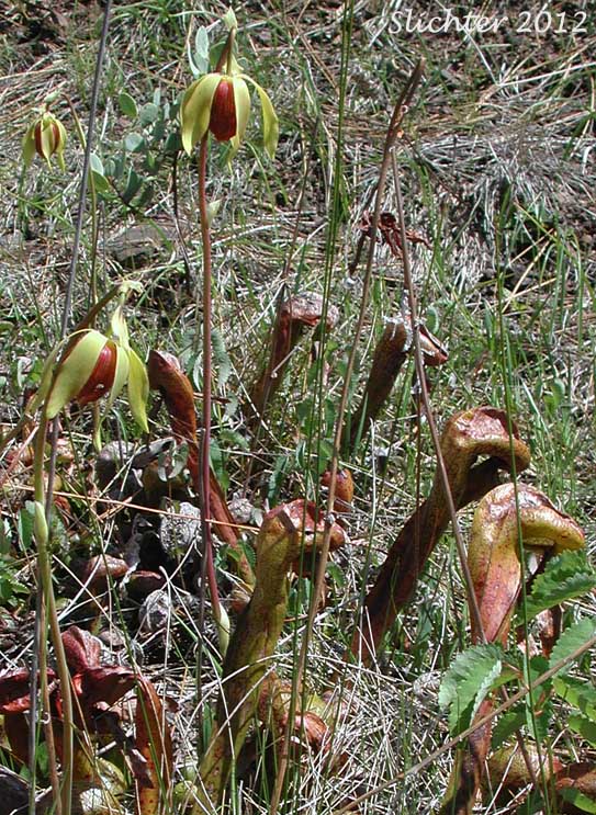 California Pitcher-plant, Cobra Lily, Cobraplant, Cobra-plant: Darlingtonia californica