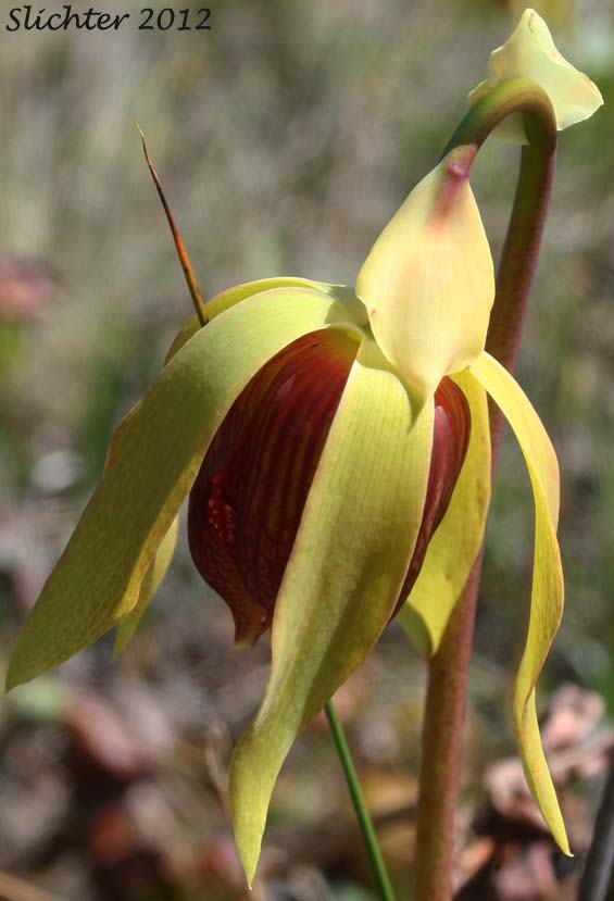 Flower of California Pitcher-plant, Cobra Lily, Cobraplant, Cobra-plant: Darlingtonia californica