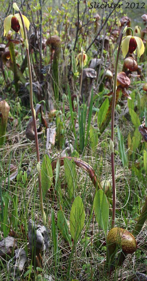 California Pitcher-plant, Cobra Lily, Cobraplant, Cobra-plant: Darlingtonia californica