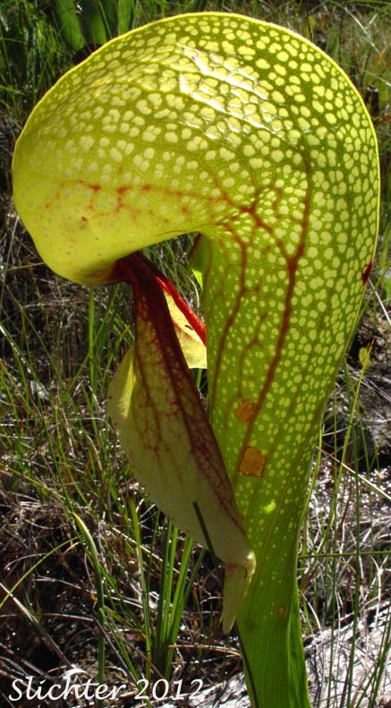 California Pitcher-plant, Cobra Lily, Cobraplant, Cobra-plant: Darlingtonia californica