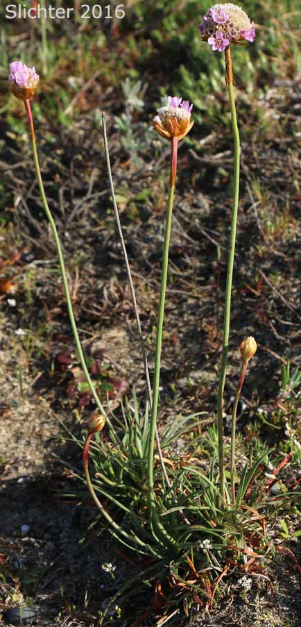 California Sea-pink, Sea Pink, California Thrift, Sea-thrift, Thrift: Armeria maritima var. californica (Synonyms: Armeria andina var. californica, Armeria arctica, Armeria arctica ssp. californica, Armeria maritima ssp. californica)