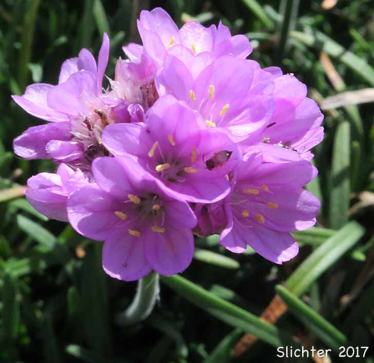 California Sea-pink, Sea Pink, California Thrift, Sea-thrift, Thrift: Armeria maritima var. californica (Synonyms: Armeria andina var. californica, Armeria arctica, Armeria arctica ssp. californica, Armeria maritima ssp. californica)