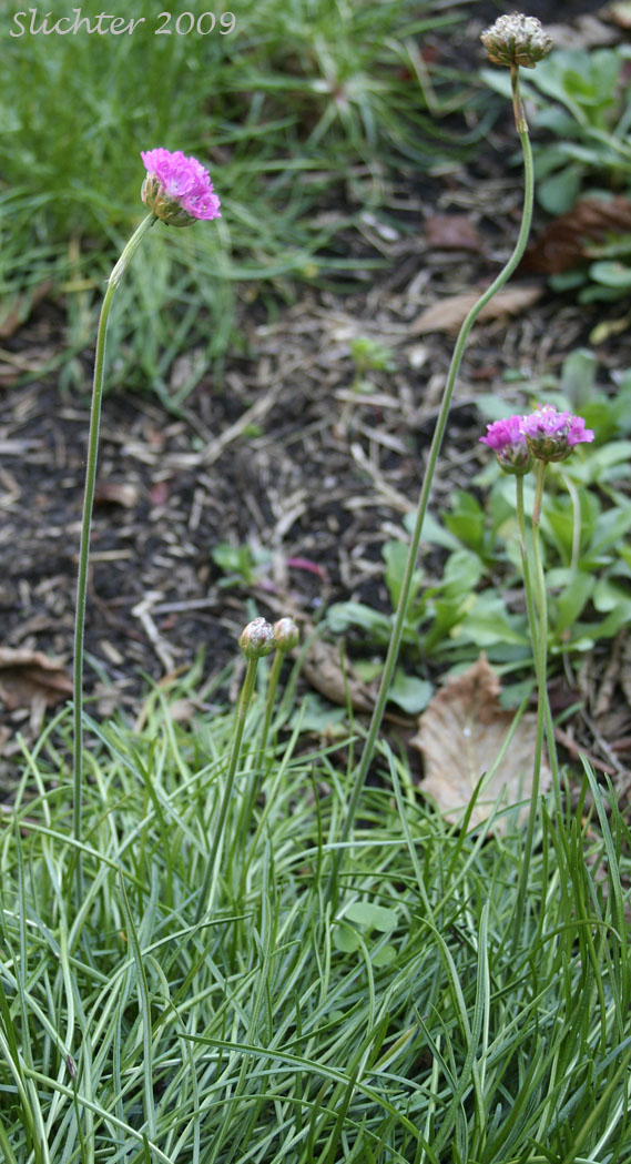 California Sea-pink, Sea Pink, California Thrift, Sea-thrift, Thrift: Armeria maritima var. californica (Synonyms: Armeria andina var. californica, Armeria arctica, Armeria arctica ssp. californica, Armeria maritima ssp. californica)