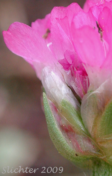 Petals and calyx of California Sea-pink, Sea Pink, California Thrift, Sea-thrift, Thrift: Armeria maritima var. californica (Synonyms: Armeria andina var. californica, Armeria arctica, Armeria arctica ssp. californica, Armeria maritima ssp. californica)