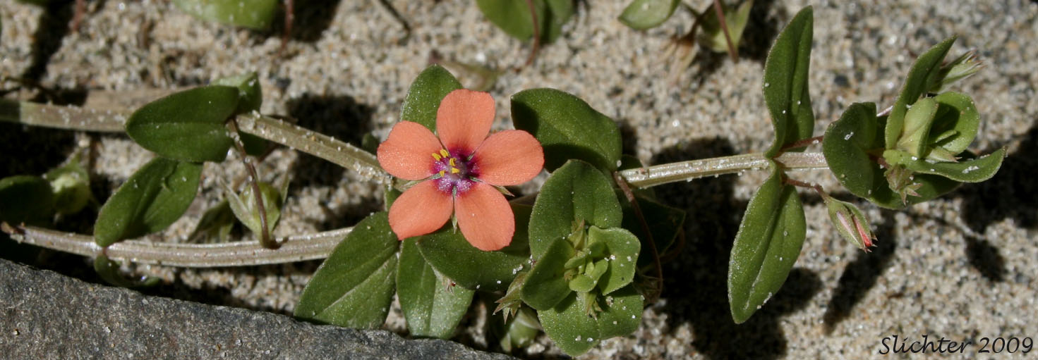 Scarlet Pimpernel: Lysimachia arvensis (Synonyms: Anagallis arvensis, Anagallis arvensis ssp. arvensis, Anagallis arvensis var. caerulea, Anagallis caerulea)