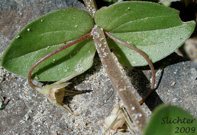 Paired, opposite stem leaves of Scarlet Pimpernel: Lysimachia arvensis (Synonyms: Anagallis arvensis, Anagallis arvensis ssp. arvensis, Anagallis arvensis var. caerulea, Anagallis caerulea)