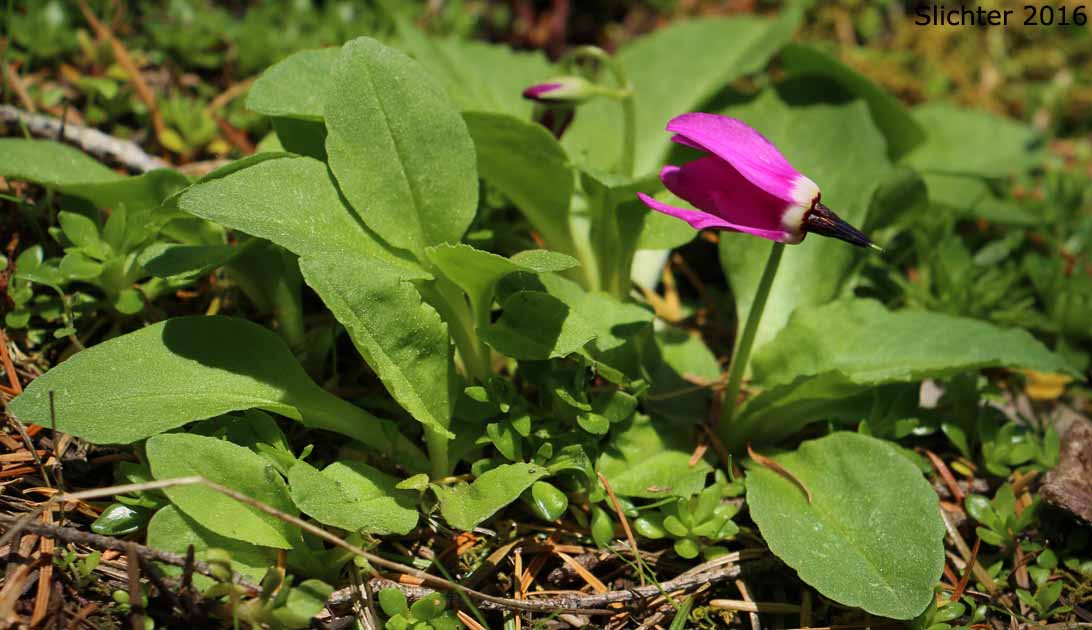 Frigid Shooting Star, Tillamook Shooting Star, Tundra Shooting Star: Dodecatheon austrofrigidum (Synonym: Primula austrofrigidum)
