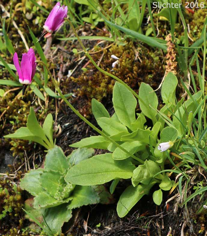 Frigid Shooting Star, Tillamook Shooting Star, Tundra Shooting Star: Dodecatheon austrofrigidum (Synonym: Primula austrofrigidum)