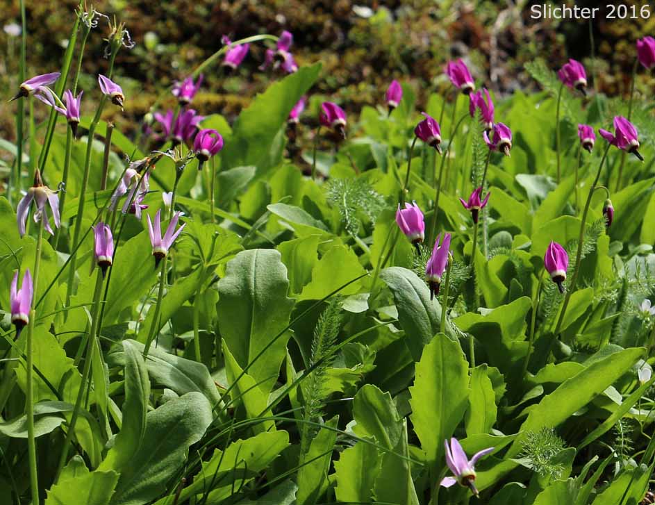 Frigid Shooting Star, Tillamook Shooting Star, Tundra Shooting Star: Dodecatheon austrofrigidum (Synonym: Primula austrofrigidum)